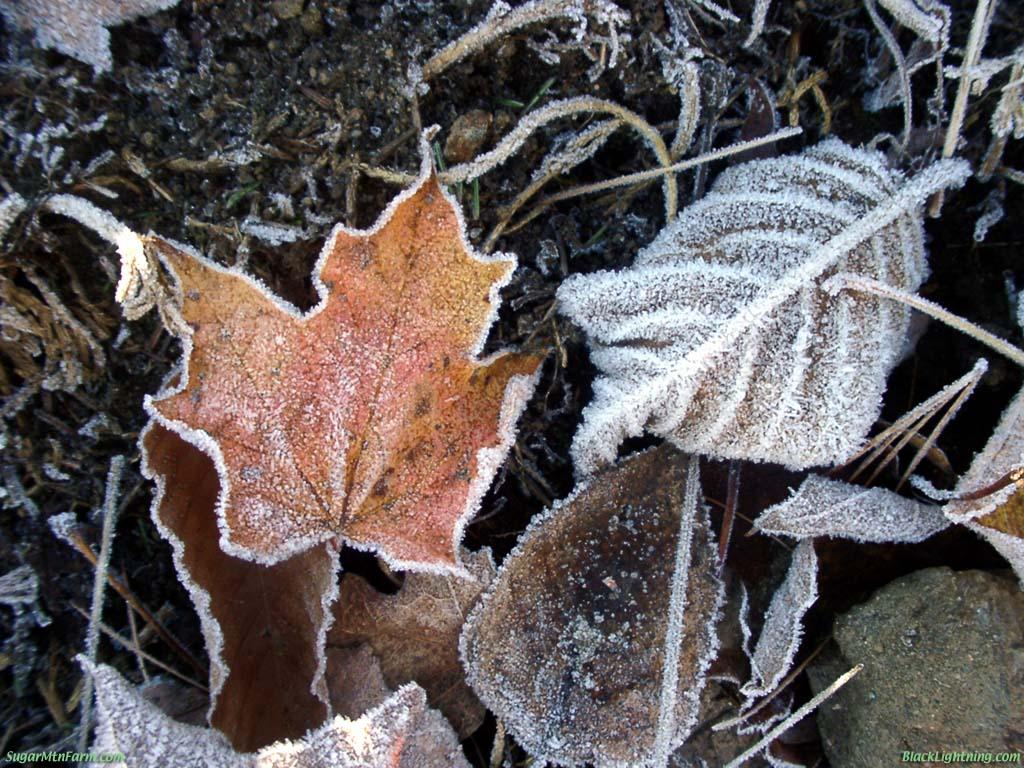 First Frost