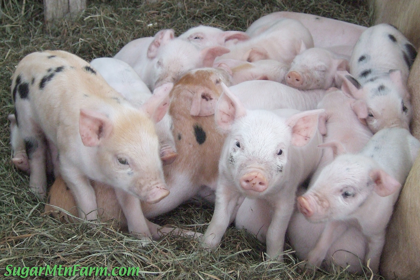 Pigs Family