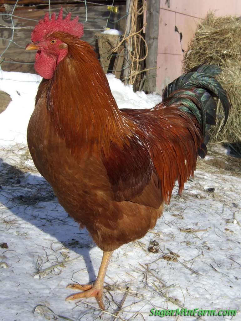 RoosterNHRedOnSnowDSCF1642-714219.jpg