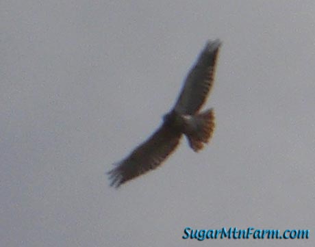 field hawk