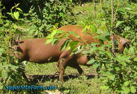 colored pigs