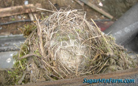 A Bird Nest