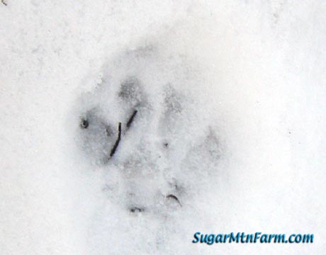 Fisher Cat Tracks Perhaps