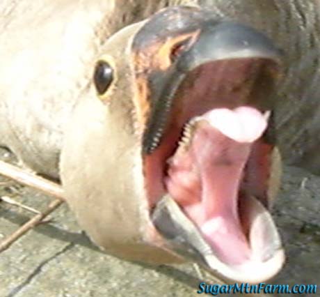 geese hissing