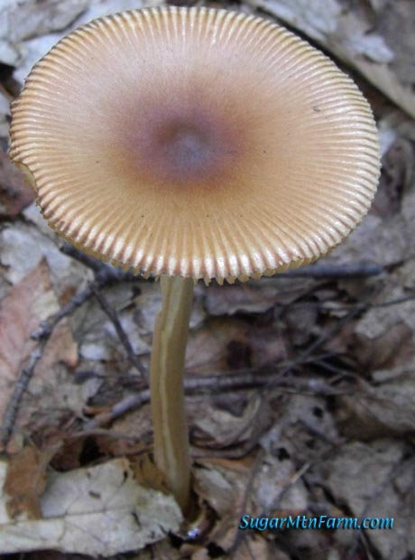 Big White Mushroom