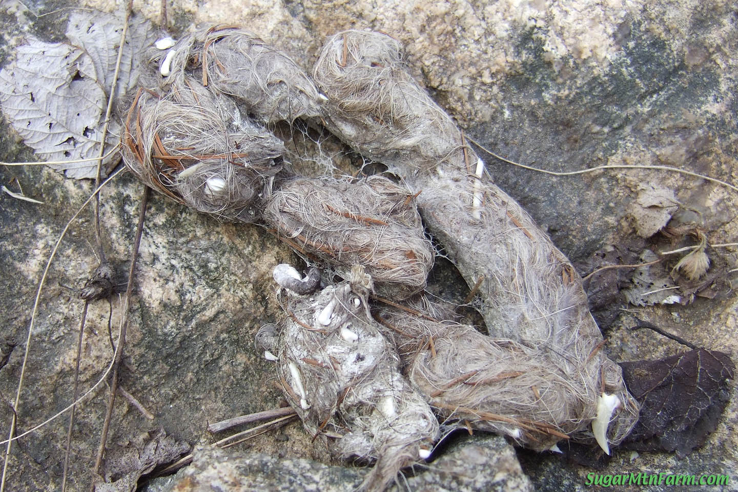 mountain lion scat