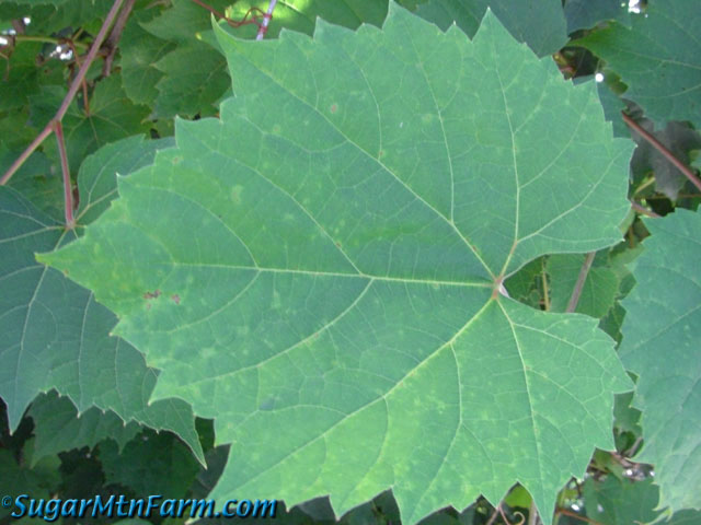 grape-leaf-benefits-nutrition-and-side-effects