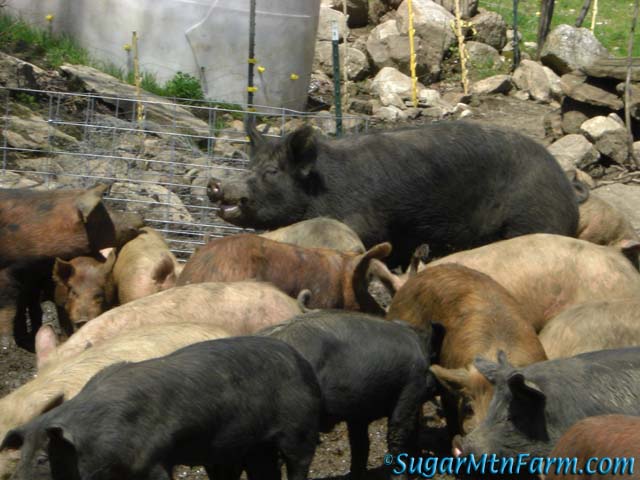 Spitz Head and Shoulders Above the Crowd Sugar Mountain Farm